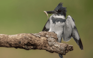 Male Western Belted Kingfisher perched regally on a枯木枝, its piercing blue eyes scanning the water's surface for unsuspecting prey, a fish clutched firmly in its bill.