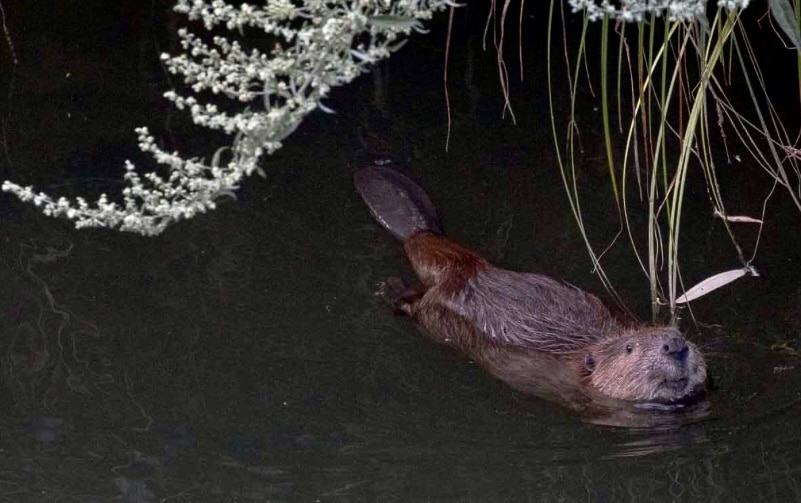 Napa valley Beaver, Napa River Watershed, Napa Valley watershed, napa County watershed, beavers napa