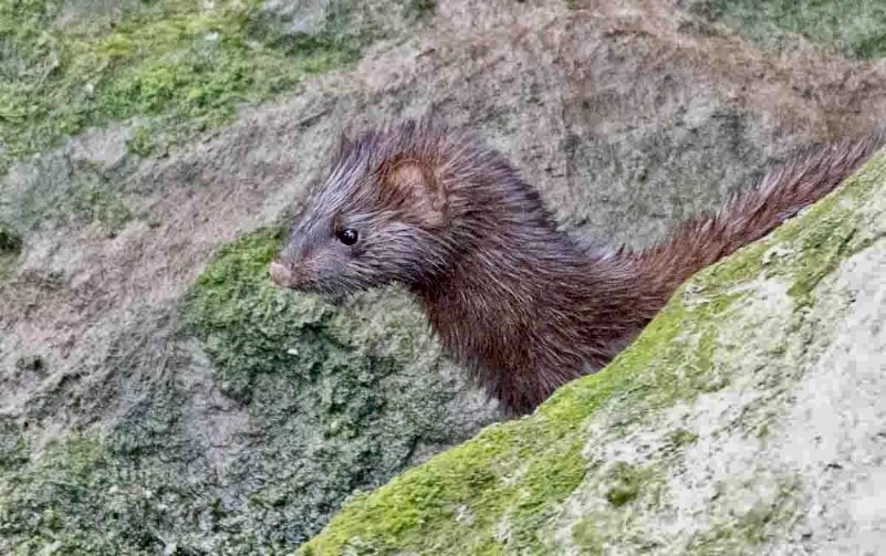 Mink Napa River, Mink napa valley, mink California, Mink napa creek