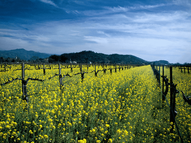 One Day in napa, In Napa, stuff to do in napa, what to do in napa, things to do in napa, napa events