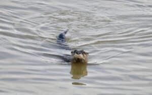 Wildife in Napa Valley, Napa River Otter, napa Valley otter, napa otters, Napa Valley Kayaking