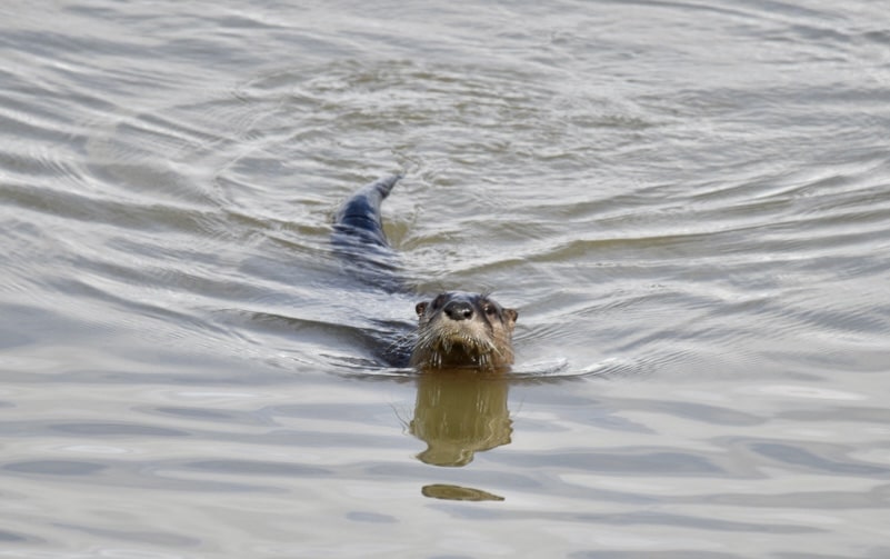 Napa River Otter, napa Valley otter, napa otters, Napa Valley Kayaking