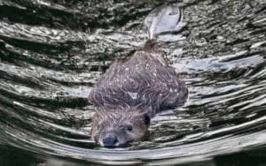 Napa valley Beaver, napa Beaver, Downtown napa Beaver, Kayaking, kayak,