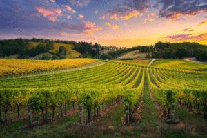Best wineries In Napa Valley