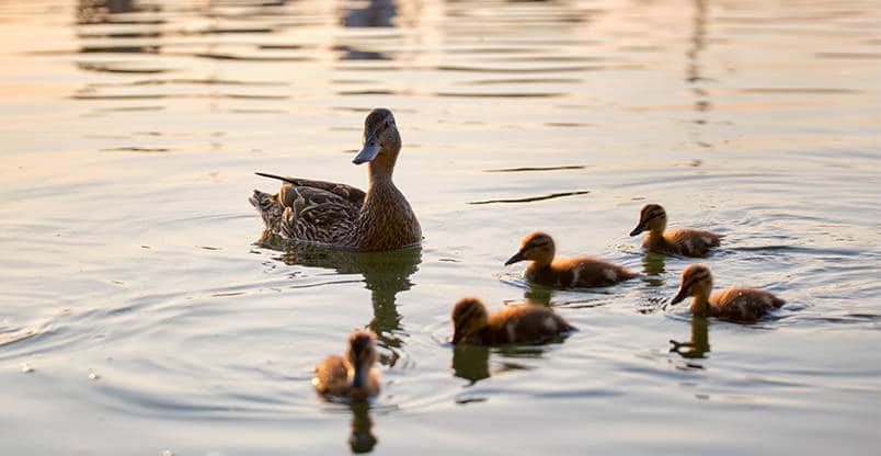 ducks in napa valley